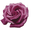Roseville Rotary Rose